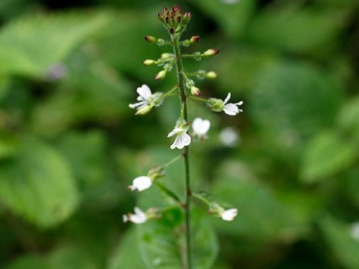 Circaea lutetiana (Onagraceae)